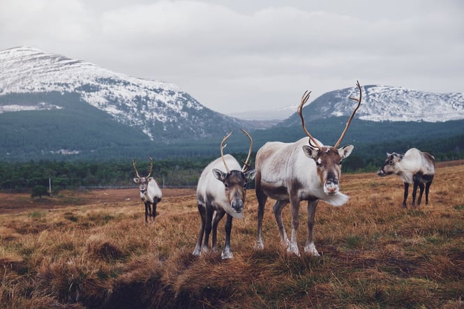 reindeer